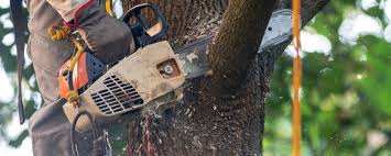 How Our Tree Care Process Works  in  Black Jack, MO